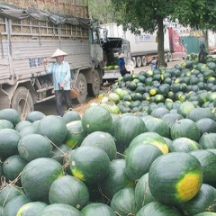 Ngừng thông quan vì dịch Corona: Ưu tiên doanh nghiệp xuất khẩu nông sản dự trữ hàng hóa